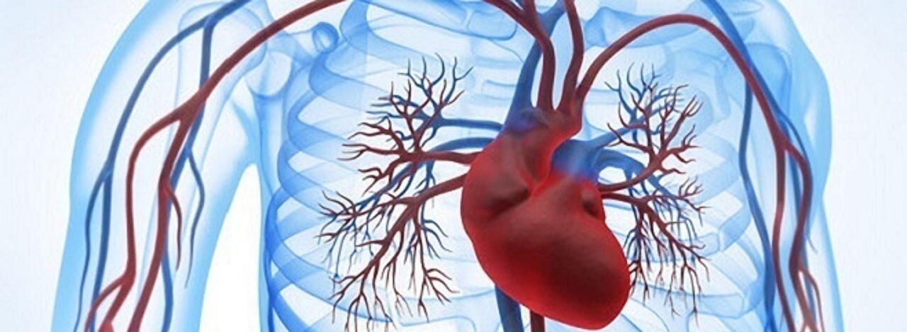 Anatomische Darstellung des Herz-Kreislauf-Systems