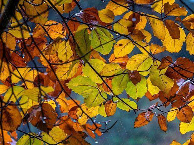 Regnerischer Herbsttag